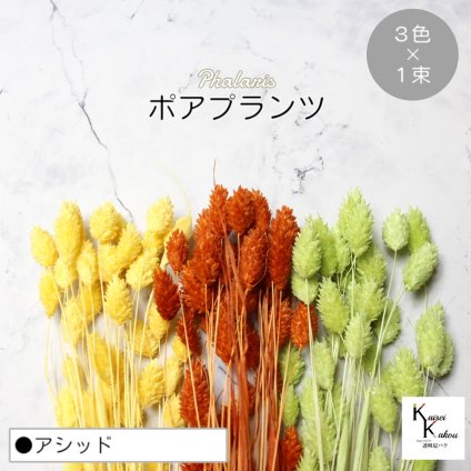大地農園！プリザーブドフラワー  「ポアプランツ アシッド (オレンジ、マスカットグリーン、パステルイエロー) 1束ずつ3色」プリザ 花材 ハーバリウム おしゃれ かわいい プレゼント 贈り物　オオチノウエン