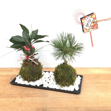 黒松の苔玉 十両（ヤブコウジ） 苔玉 水引き ピック 長方陶器下皿セット 風水 縁起物 ギフト 贈り物 観葉植物 開運  紅葉 おめでたい 運気を上げる bonsai ミニ盆栽 風水 なんてん 苔 こけ こけだま 縁起物 風水