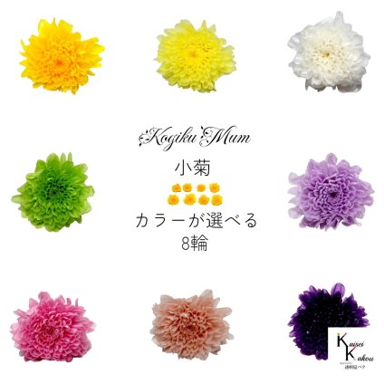 大地農園「小菊 カラーが選べる 8輪」プリザーブドフラワー　プリザ　ハーバリウム　小花 ドライフラワー ハーバリウム アロマワックスバー