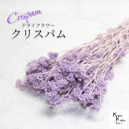 「大地農園 クリスパム エンジェルパープル 1束 」 ドライフラワー 花材 ハーバリウム 素材 小さいお花 おしゃれ かわいい アレンジメント ギフト 母の日 お誕生日 オオチノウエン