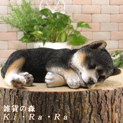 柴犬　置物 リアル　黒柴　お昼寝中　いぬ　動物オブジェ　ガーデン　オーナメント　店舗　カウンター　装飾　オブジェ　インテリア　玄関先　庭　犬好きさん人気ギフト　動物人気ギフト　クリスマスプレゼント　お誕生日祝い　母の日人気　父の日人気　敬老の日人気