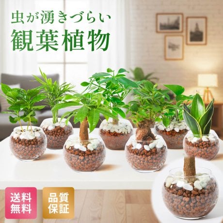 観葉植物(花）