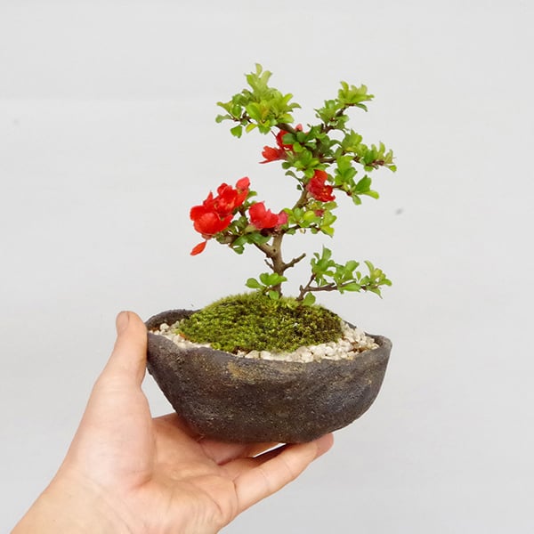 年に数回、可憐な一重の紅花が楽しめます。紅長寿梅 ( べにちょうじゅ