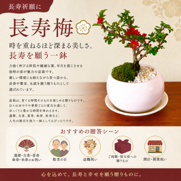 盆栽 長寿梅 ミニ盆栽 日時指定可 育て方ガイド付 無料ラッピング 長寿
