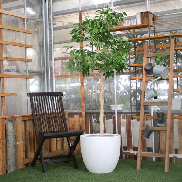 観葉植物 フィカスベンジャミン L 10号鉢 植物 10号 インテリア 室内