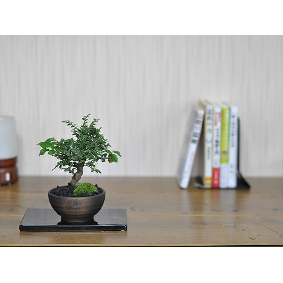 送料無料 盆栽 ミニ盆栽 ミニ けやき 欅 雑木 紅葉 ギフト 鉢植え 父の