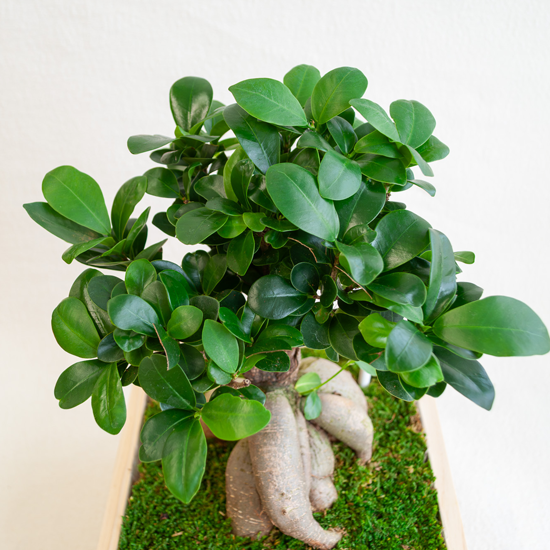 枡観葉・二升五合 ガジュマル 観葉植物 - 【CHIKIRIYA GARDEN ギフト