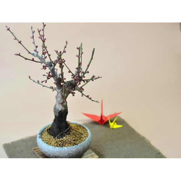 送料無料 盆栽 梅 紅梅 信楽鉄鉢 観葉植物 鉢植え 和 贈り物 趣味