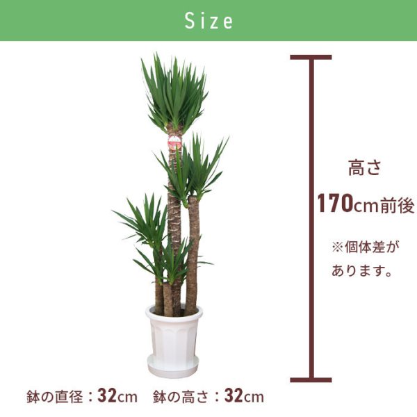 ユッカ 10号 尺プラ 高さ約120cm 観葉植物 青年の木 尺 - 【Tokyo