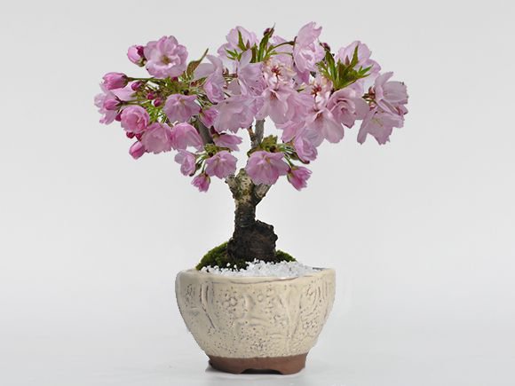送料無料 桜の鉢植えを楽しむなら盆栽がおすすめ 自宅でお花見 桜盆栽