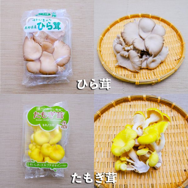 新鮮生きのこセット 大 6種類 各1パック（6パック） 長野県須坂市産