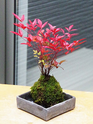 苔玉 南天 ナンテン 器つき 焼締角器セット 春から夏 緑色の新葉 秋
