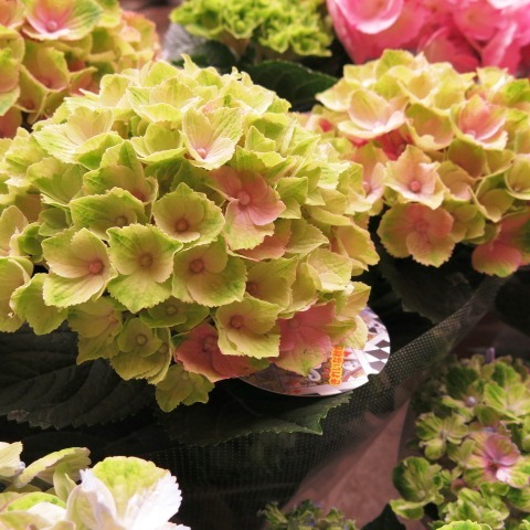 母の日 プレゼント 鉢植え あじさい 色が変化するアジサイ お花の