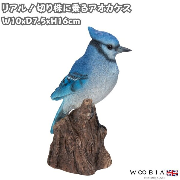 置物 鳥 アオカケス 高さ16cm woobia ウービア 野鳥 リアル おしゃれ