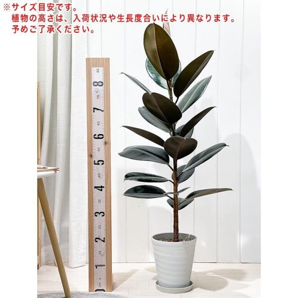 PLANCHU 観葉植物 フィカス バーガンディ ストレート 6号鉢 受け皿付き