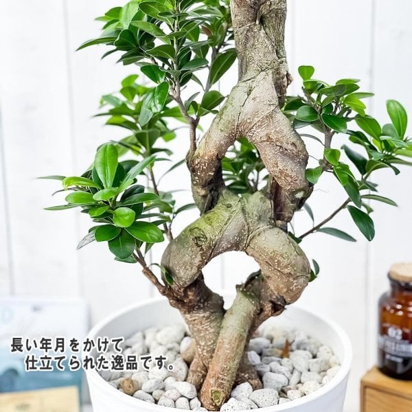 フィカス ガジュマル 観葉植物 鉢植え PLANCHU 観葉植物 ガジュマル 八の字 8号鉢 受け皿付き 育て方説明書