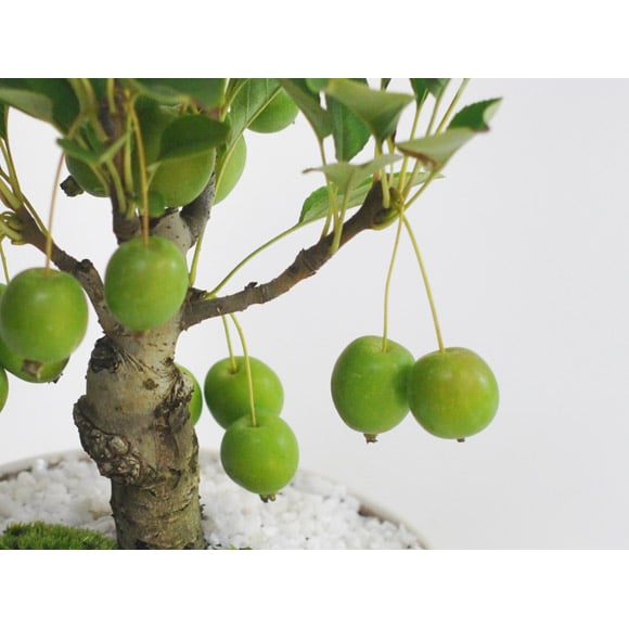 送料無料 盆栽 りんごの盆栽 観葉植物 鉢植え 和 贈り物 趣味