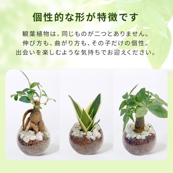 観葉植物 3号 ハイドロカルチャー 初心者 ミニサイズ ギフト 卓上 