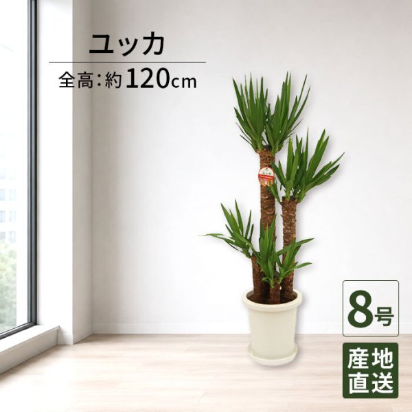 ユッカ 8号 丸プラ 高さ約120cm 観葉植物 青年の木 - 【Tokyo small 