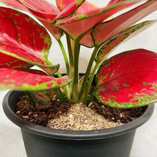 観葉植物 アグラオネマビューティー 4号鉢 おしゃれな室内インテリア