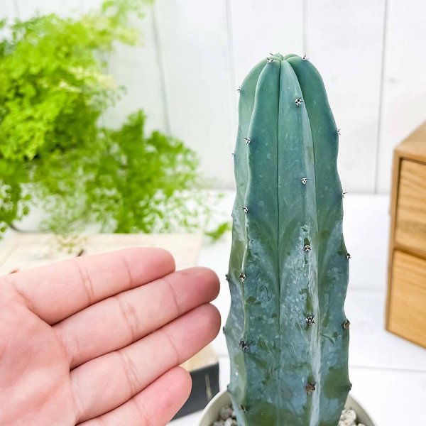 PLANCHU サボテン ミルチロカクタス 竜神木 りゅうじんぼく 3.5号鉢
