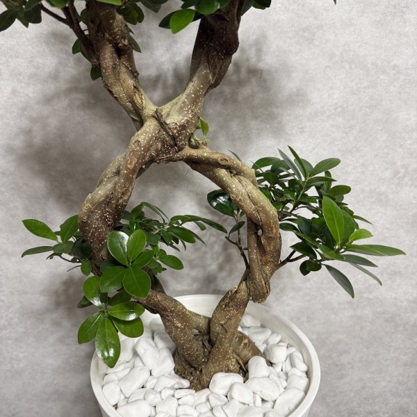 ガジュマル 観葉植物 八の字 8号鉢苗 大型 盆栽 末広がりの8の字 室内