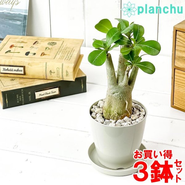 観葉植物 アデニウム 3.5号鉢 3鉢セット 受け皿付き 育て方説明書付き