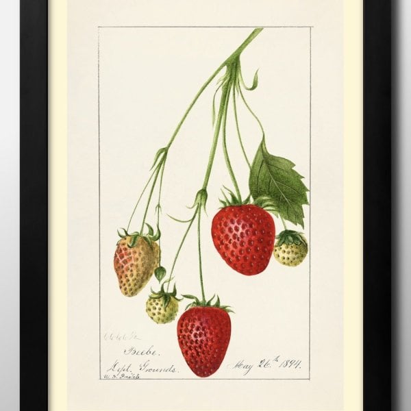いちご パネルイラスト 原画 苺 イチゴStrawberries ビンテージ A3 サイズ ポスター アート