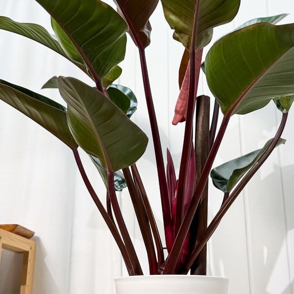 PLANCHU 観葉植物 フィロデンドロン ロジョコンゴ 8号鉢 受け皿付き