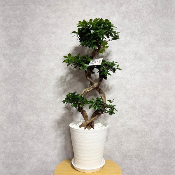 ガジュマル 観葉植物 八の字 8号鉢苗 大型 盆栽 末広がりの8の字 室内