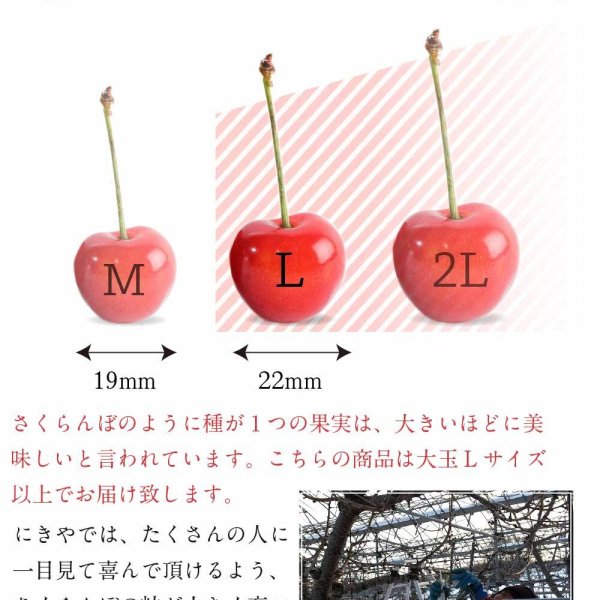3l サイズ やまがた紅王 やまがた紅王 3Lサイズと紅