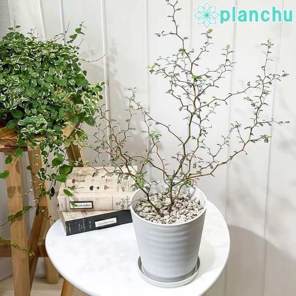 PLANCHU 観葉植物 メルヘンの木 ソフォラ リトルベイビー 5号鉢 受け皿