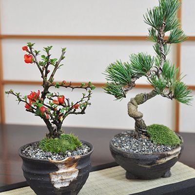 ペアセット 長寿梅と五葉松の盆栽【盆栽 ミニ盆栽 鉢植】 - 【盆栽妙