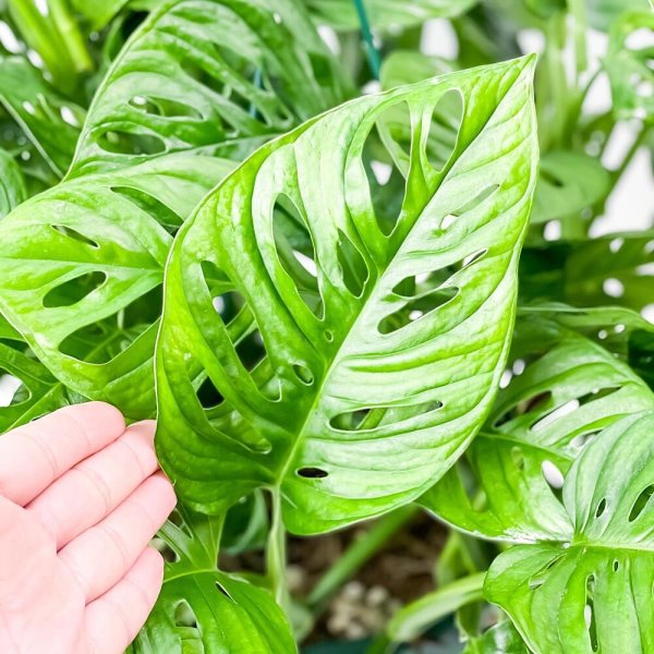 PLANCHU 観葉植物 マドカズラ モンステラ フリードリヒスターリー 7号