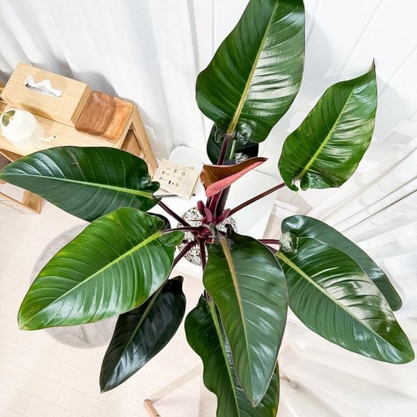 PLANCHU 観葉植物 フィロデンドロン ロジョコンゴ 8号鉢 受け皿付き