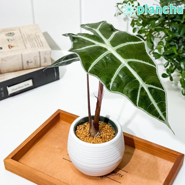 PLANCHU 観葉植物 アロカシア アマゾニカ ポリー 3号丸鉢 受け皿付き