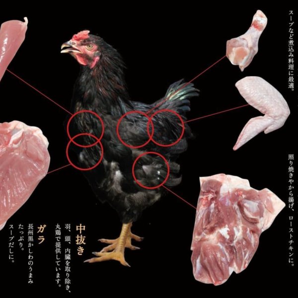 長州黒かしわ】もも肉 1kg 【長門ゆずきち胡椒付き】 やきとり 山口県