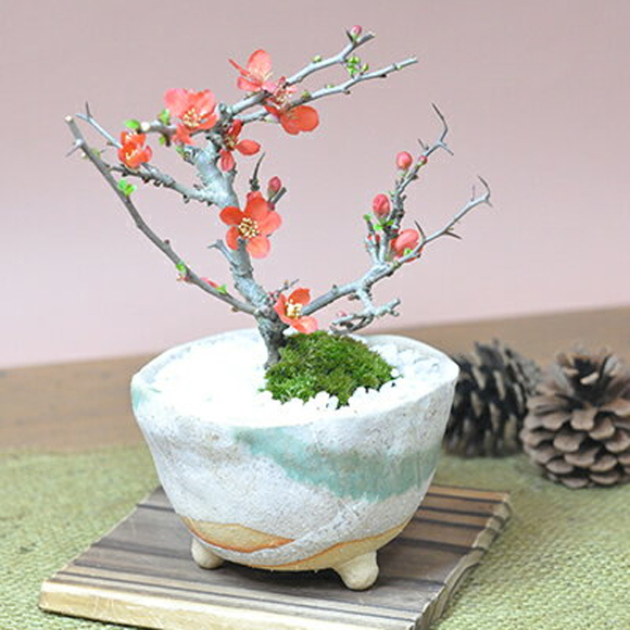 送料無料 盆栽 長寿梅 信楽鉢 観葉植物 鉢植え 和 贈り物 趣味