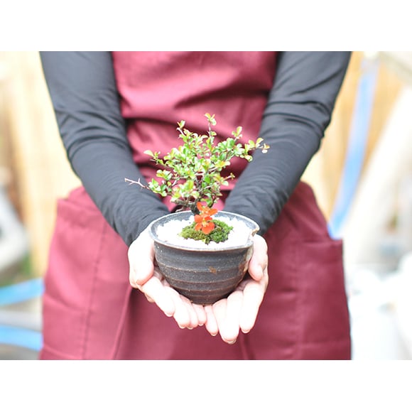 送料無料 盆栽 長寿梅 手造り小鉢 観葉植物 鉢植え 和 贈り物 趣味