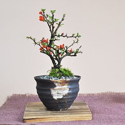 送料無料 盆栽 長寿梅 手造り小鉢 観葉植物 鉢植え 和 贈り物 趣味