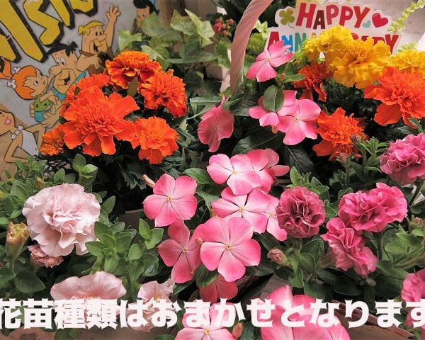 母の日 プレゼント お母さんへ 鉢植え キティ入り サンリオ 季節のお花
