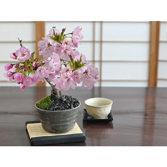 桜　盆栽　8号陶器鉢つき　大株❗古株❗ 送料無料 桜の鉢植えを楽しむなら盆栽がおすすめ 自宅でお花見 桜盆栽