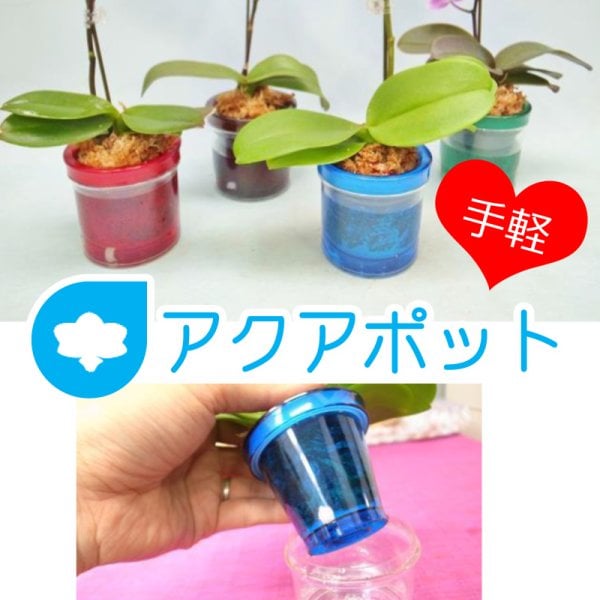 マイクロ胡蝶蘭「アクアポット」 - 【あすに届けるお花屋さん～輝華