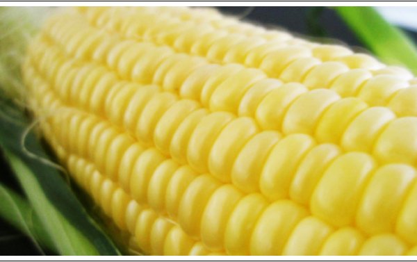 8月上旬より発送開始※配送指定不可※】嶽きみ 6本 L～2Lサイズ 送料無料