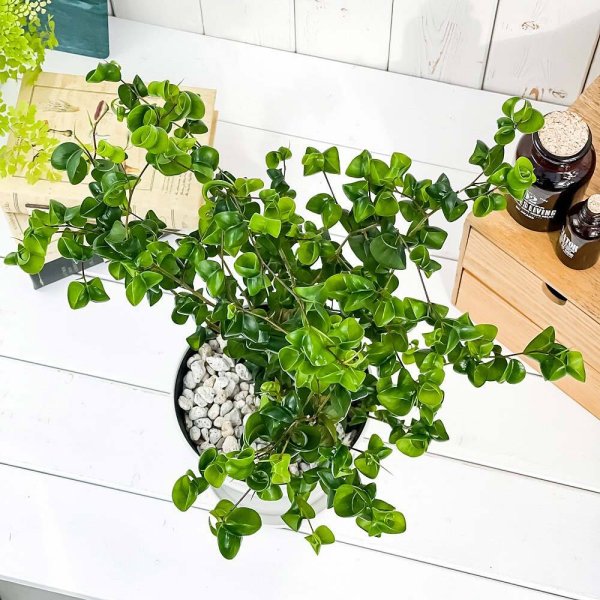 PLANCHU 観葉植物 フィカス ベンジャミン バロック 5号鉢 受け皿付き