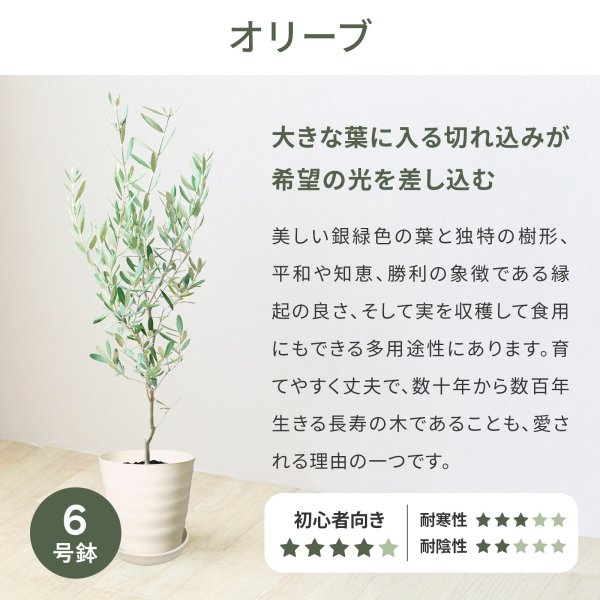 モンステラ 6号 オリーブ 6号 観葉植物 選べる 鉢 付き 本物 大型 ( お