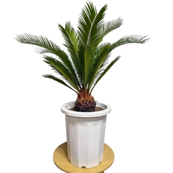 現品 観葉植物 ソテツ 蘇鉄 高さ80cm 10号鉢苗 大型種類 大きい 鉢植え