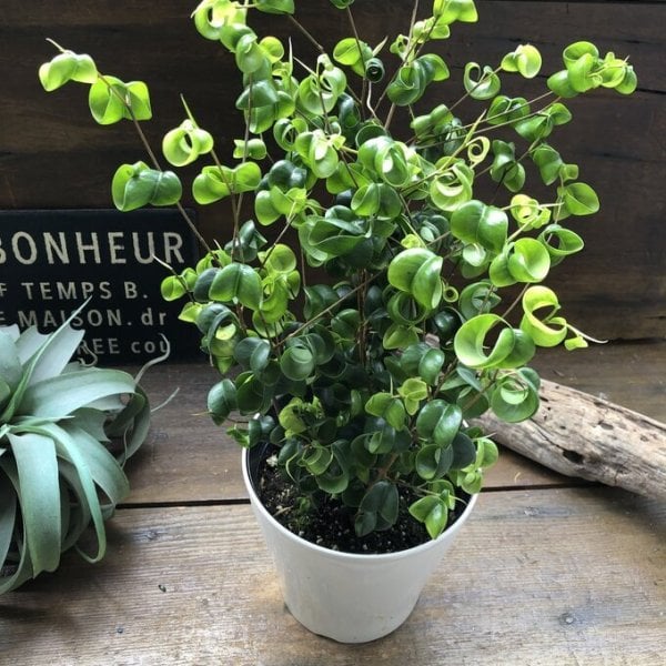 ベンジャミンバロック 大苗 観葉植物 インテリア - 【パリジェンヌ