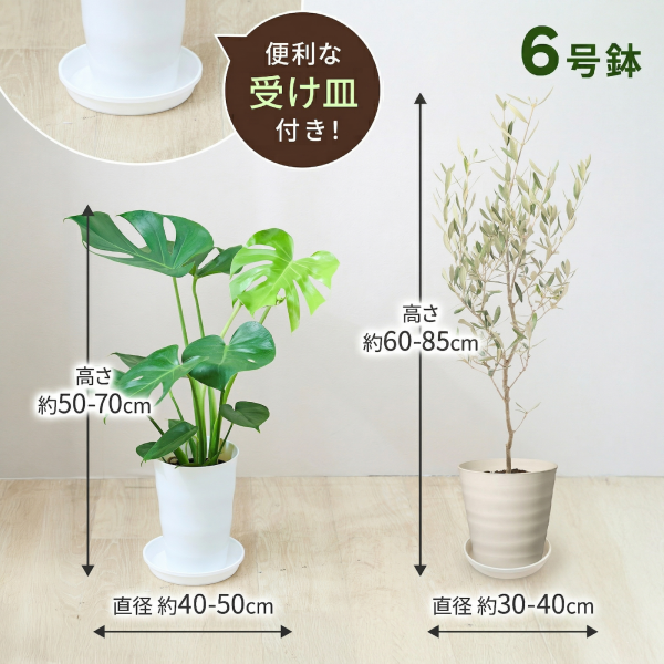 モンステラ 6号 オリーブ 6号 観葉植物 選べる 鉢 付き 本物 大型 ( お