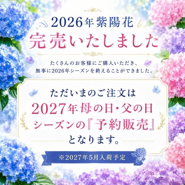 紫陽花 父の日 母の日 誕生日 花 あじさい アジサイ MOTHERS DAY 